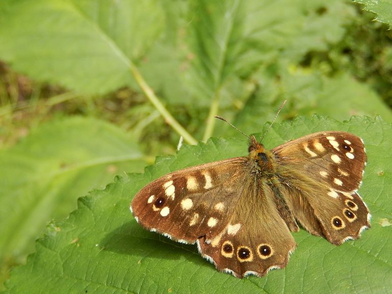 Speckled Wood, has already successfully moved along with climate change