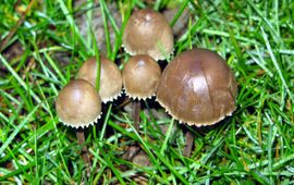 Panaeolus papillionaceus. Franjevlekplaat