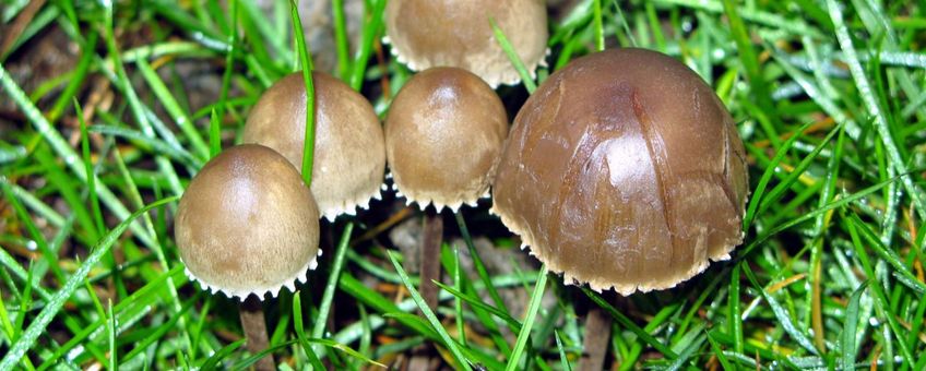 Panaeolus papillionaceus. Franjevlekplaat