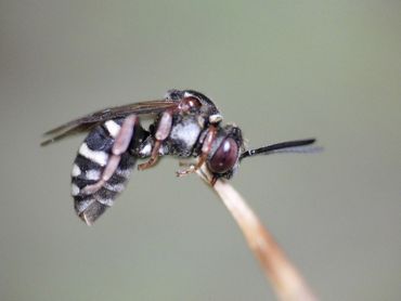 Dit vrouwtje waddenviltbij heeft zich vastgebeten in een grasspriet. Dit is kenmerkend gedrag voor koekoeksbijen, die geen nest hebben om zich in terug te trekken bij ongunstige weersomstandigheden 