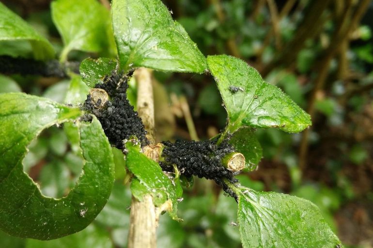 Veel mieren zorgen voor veel bladluizen