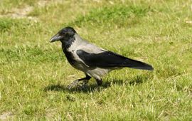 Corvus cornix. Bonte kraai