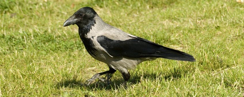 Corvus cornix. Bonte kraai