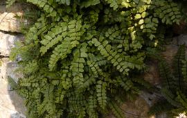 Asplenium trichomanes subsp. pachyrachis op de muur van een begraafplaats in Gilze