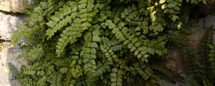 Asplenium trichomanes subsp. pachyrachis op de muur van een begraafplaats in Gilze