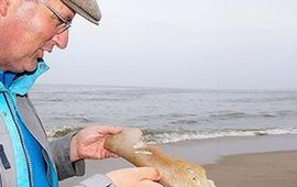 Een gevonden orkabot op het strand