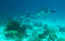 Rudy van Geldere Dolphins around Bonaire