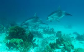 Dolphins around Bonaire