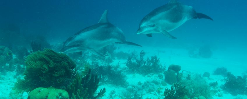 Dolphins around Bonaire