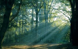 Bossen bij uilentoren