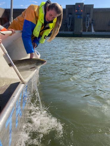 Het terugzetten van een gezenderde zalm bij de Haringvlietsluizen