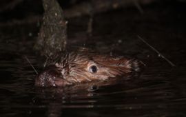 Maaike Plomp Bever in de Biesbosch