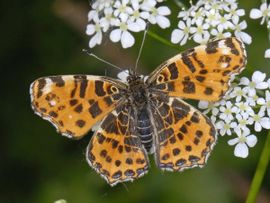 Ab H Baas, Saxifraga Araschnia levana. Landkaartje. Voorjaarsvorm