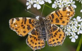 Araschnia levana. Landkaartje. Voorjaarsvorm