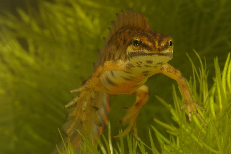 Kleine watersalamander in broedkleed