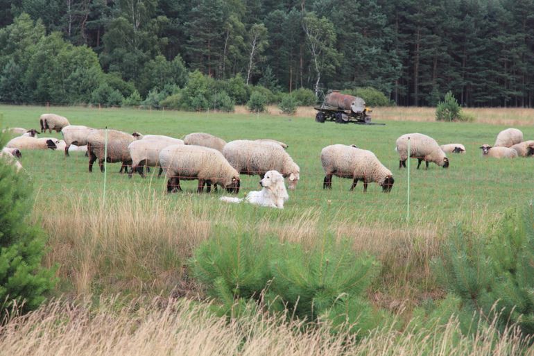 Schaf- und Herdenüberwachungsteam in der Lausitz