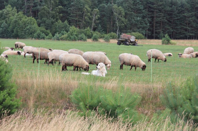 Schapen en kuddewaakhond in de Duitse Lausitz