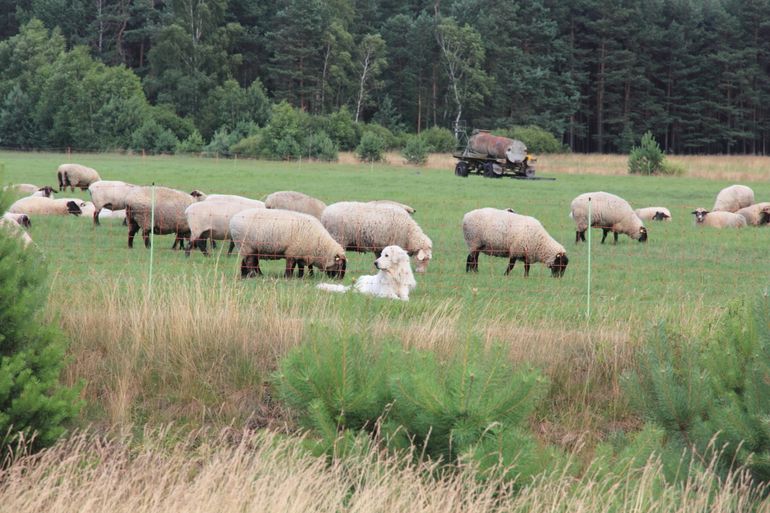 Schapen en kuddewaakhond in de Duitse Lausitz