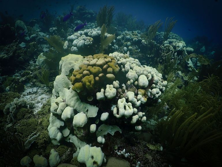 An unbleached star coral (middle) among peers that have been bleached - Oostpunt, Curaçao, November 2023