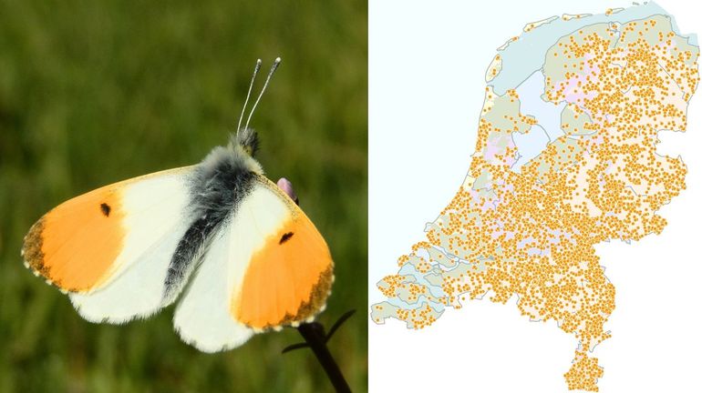 Waarnemingen oranjetipje in 2022