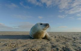 grijze zeehondpup van ca. twee weken oud