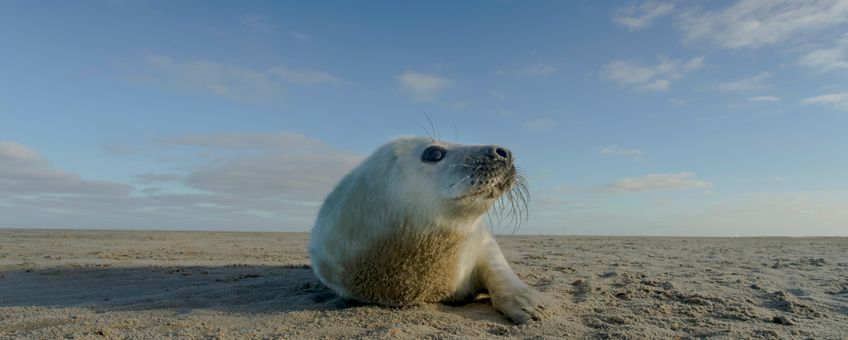 grijze zeehondpup van ca. twee weken oud