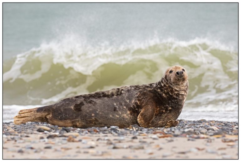 Grijze zeehond