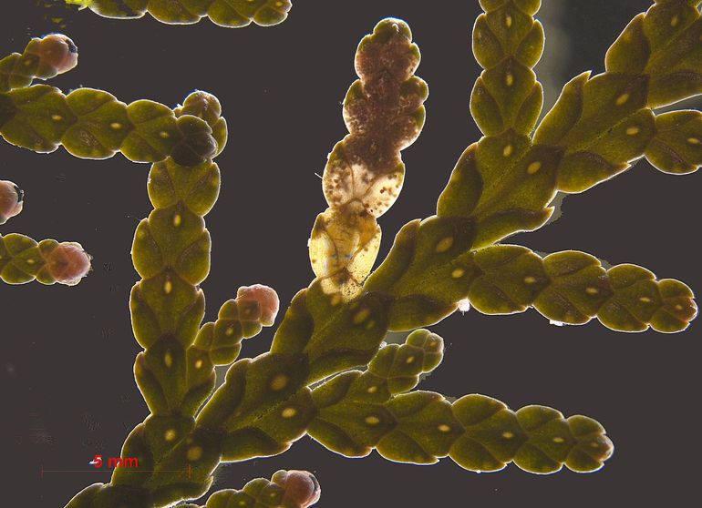 De Aziatische pedaalmot leeft als larve in coniferen