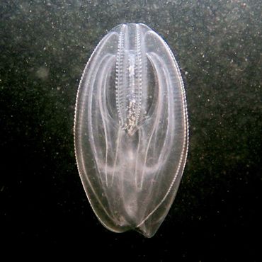 De Amerikaanse ribkwal (Mnemiopsis leidyi) wordt groter dan het Zeedruifje en heeft in de lengte ongelijke ribben. Het is een voedselconcurrent van het Zeedruifje