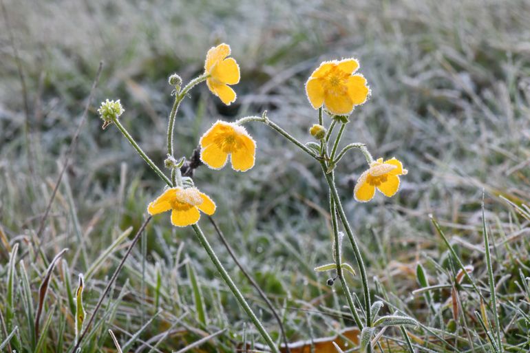 Bloeiende berijpte boterbloemen