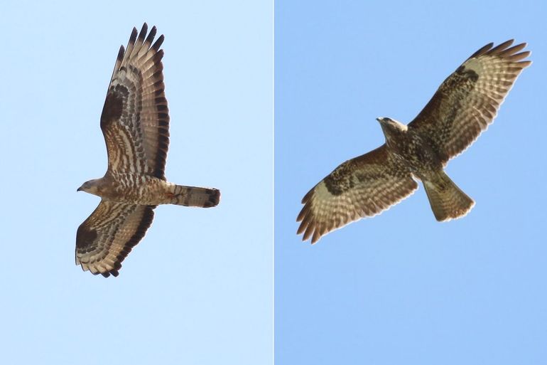 Links een wespendief, rechts een buizerd. Let op de verschillen in de polsvlekken, staartbandering en tekeningen op de buik en ondervleugel