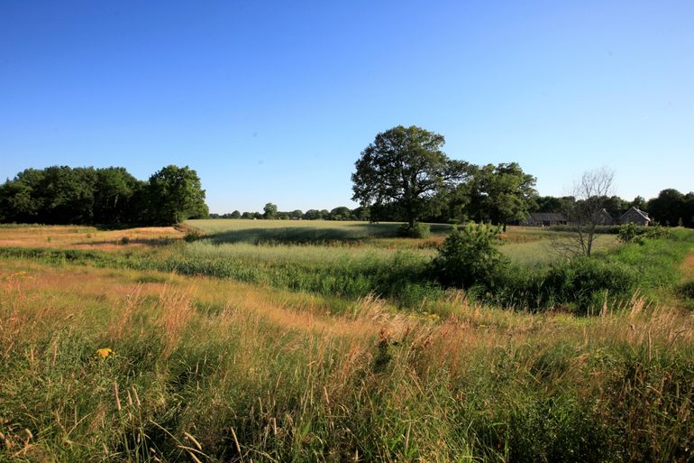 Akker bij de Loozensche Linie (juni 2019)