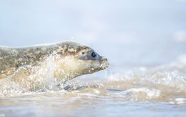 Jeroen Hoekendijk Gewone zeehond (eenmalig exclusief wmr)