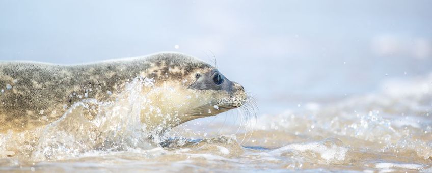 Gewone zeehond (eenmalig exclusief wmr)