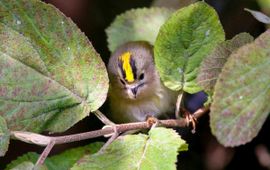 Bart Vastenhouw, Saxifraga goudhaan