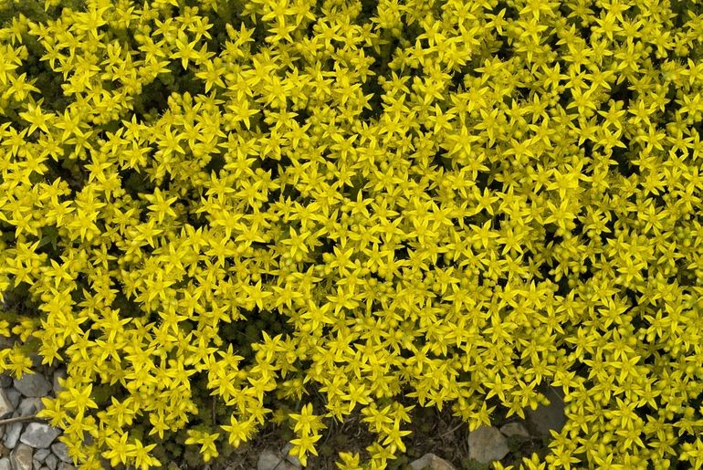 Muurpeper kan goed tegen droogte