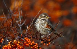 Turdus iliacus. Koperwiek