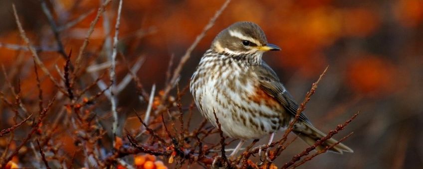 Turdus iliacus. Koperwiek