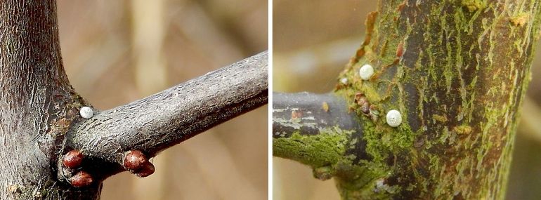 De eitjes zijn klein, maar als je wat ervaring hebt, goed te vinden