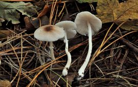 Gespikkelde champignonparasol in Robbenoordbos