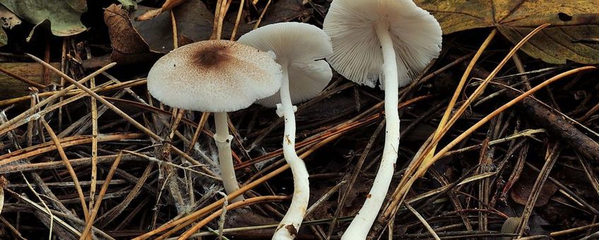 Gespikkelde champignonparasol in Robbenoordbos