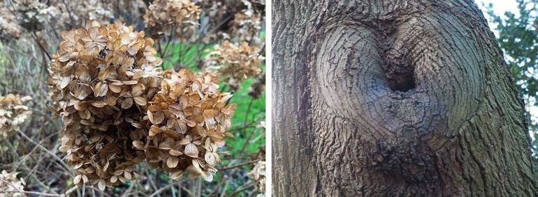 Als je aandachtig kijkt, kom je zelfs hartjes tegen in de natuur!
