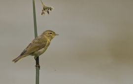 Phylloscopus trochilus. Fitis