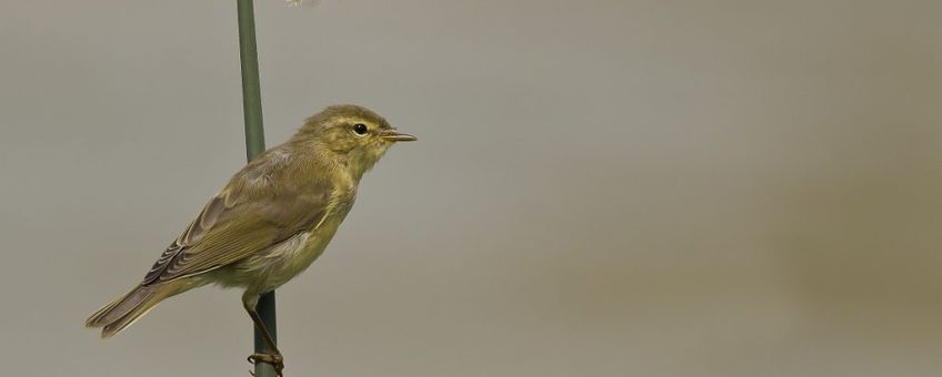 Phylloscopus trochilus. Fitis