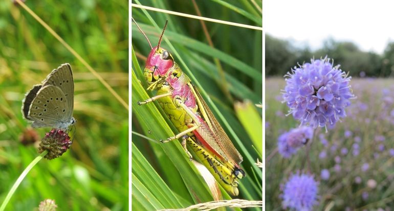 Oorspronkelijke Bossche Broek soorten, vlnr: pimpernelblauwtje, moerassprinkhaan, blauwe knoop