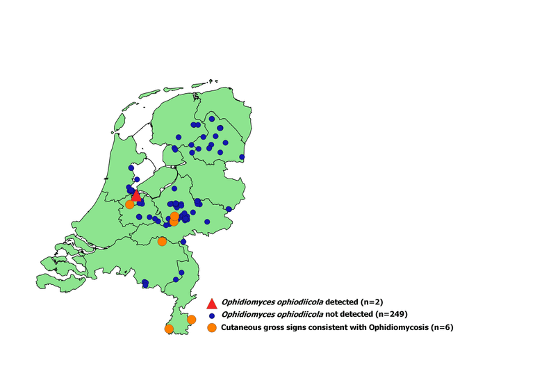 Kaart van Nederland waarop te zien is waar monsters zijn verzameld om de aanwezigheid van de Ophidiomyces ophidiicola te beoordelen. Bij de rode driehoeken is de schimmel aangetroffen, de oranje stippen betreffen dieren die symptomen van een besmetting vertonen, maar negatief testen voor de schimmel