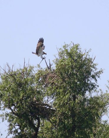 Visarend bouwt een boomnest in de Biesbosch 