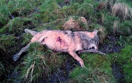 neergeschoten wolf Westerwald