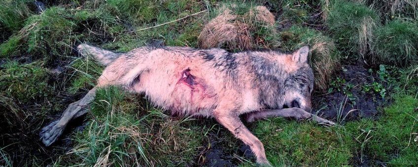 neergeschoten wolf Westerwald