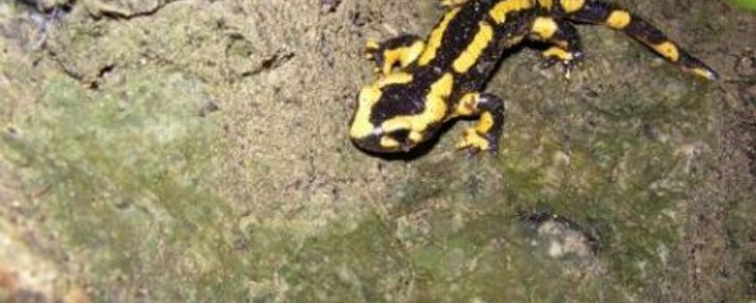 Vuursalamander